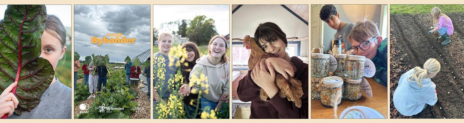 Unge bybønder - fritidsaktivitet på Århus gård