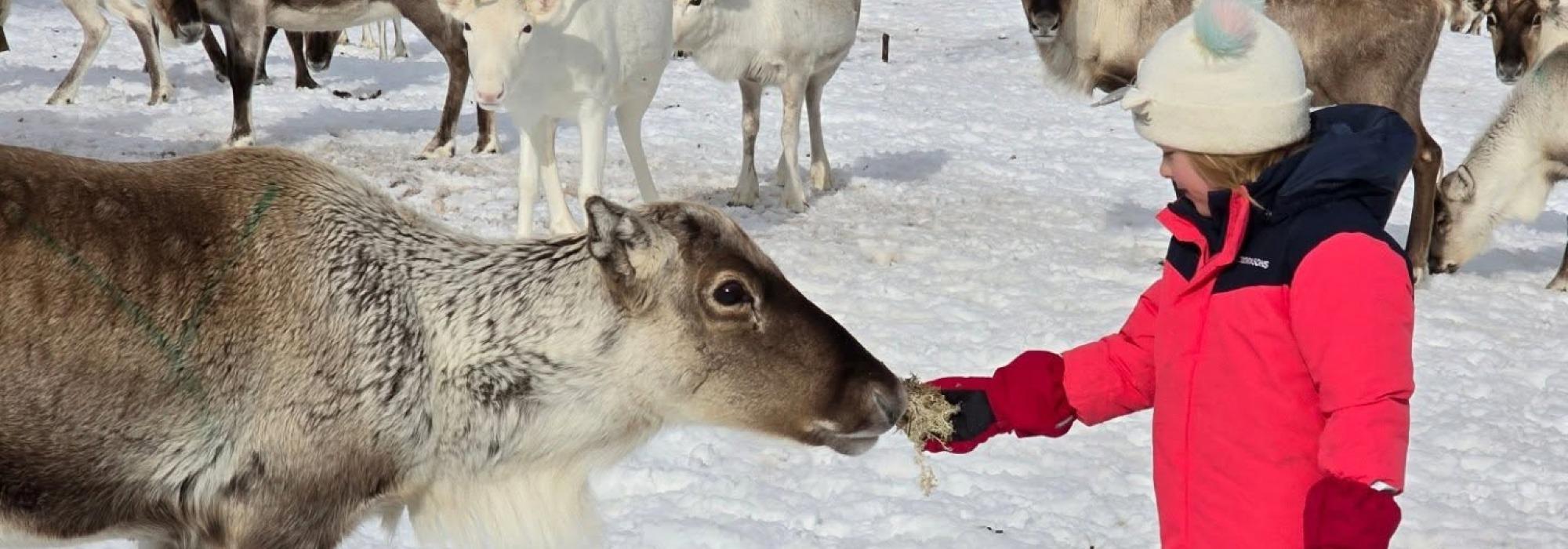 Barnas turlag Senja - Drømmedag med Hjerttind rein