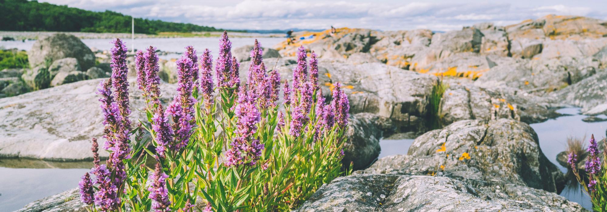 Mærrapanna – Gjetøya - Seniorgruppa