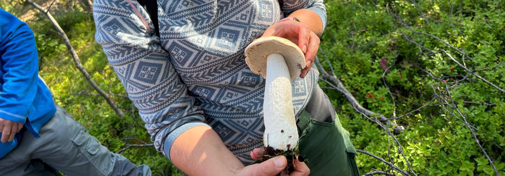 Soppkurs for nybegynnere