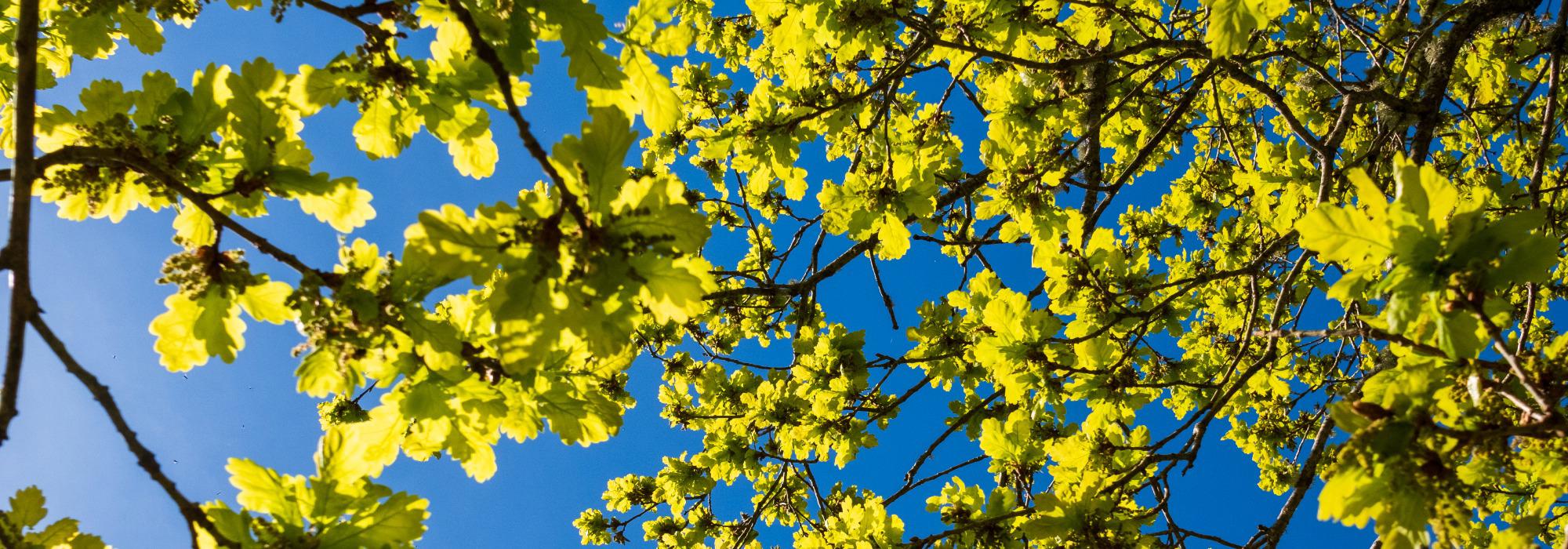 Veteranan Innherred: Inderøy - Rhododendron og Ørdalsjøen