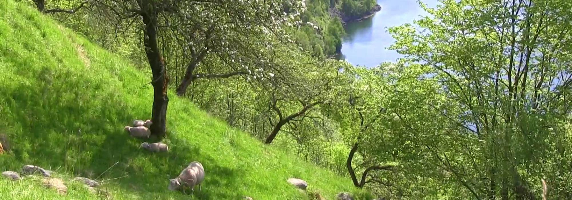 Onsdagsturen: Skjeldåstreet