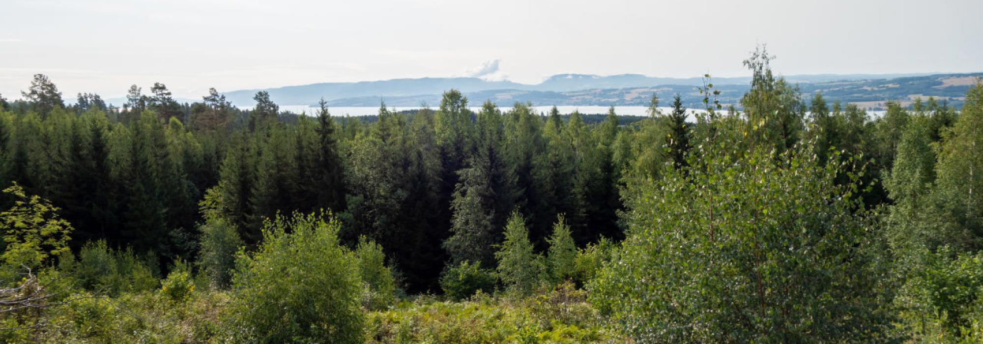 Kiseåsen rundt på Nes