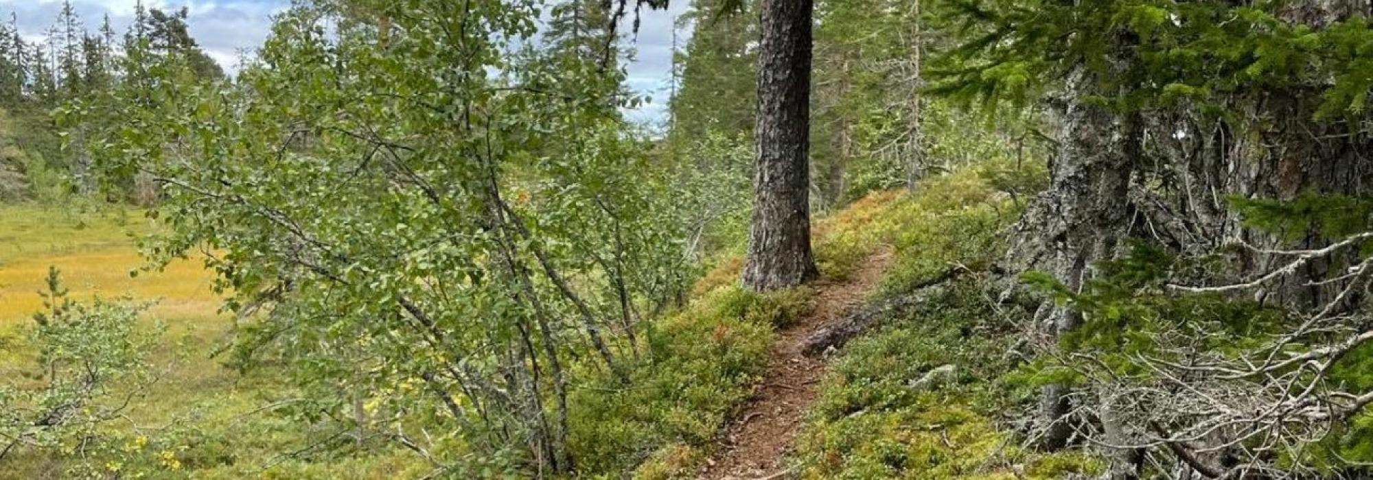 Tirsdagstrampen: Tur til Ulvhaugene