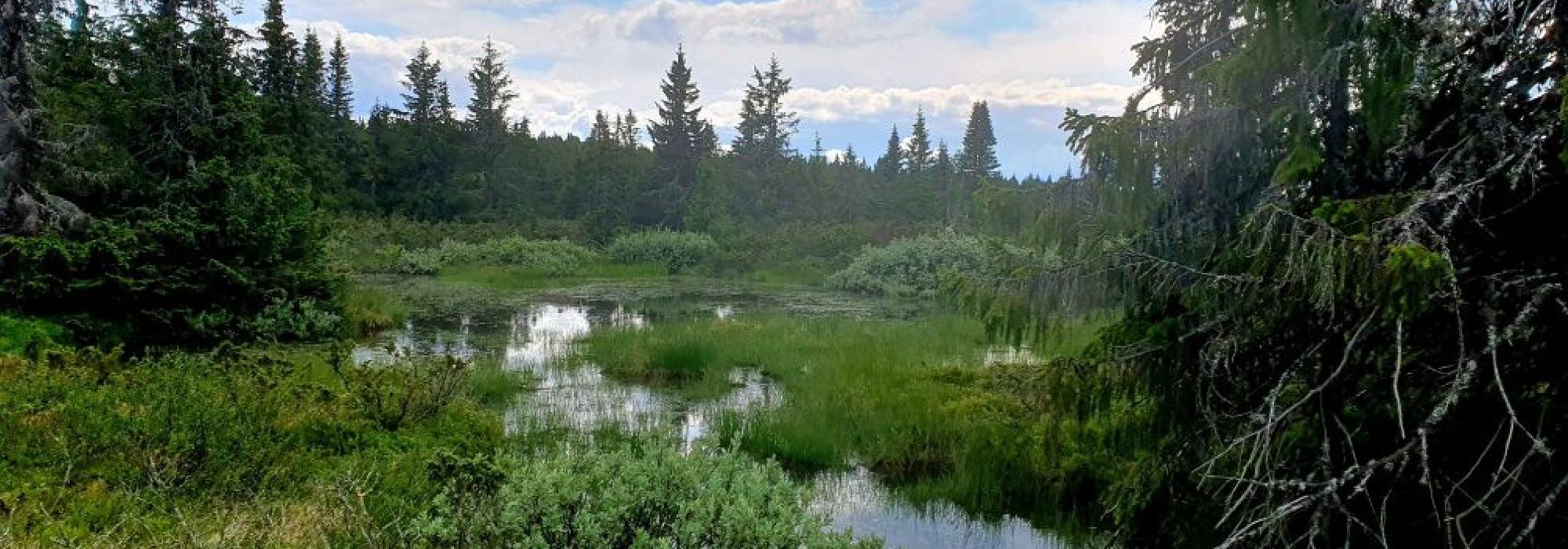 Kveldstur fra Skurvbrua til Åsstuevegen.