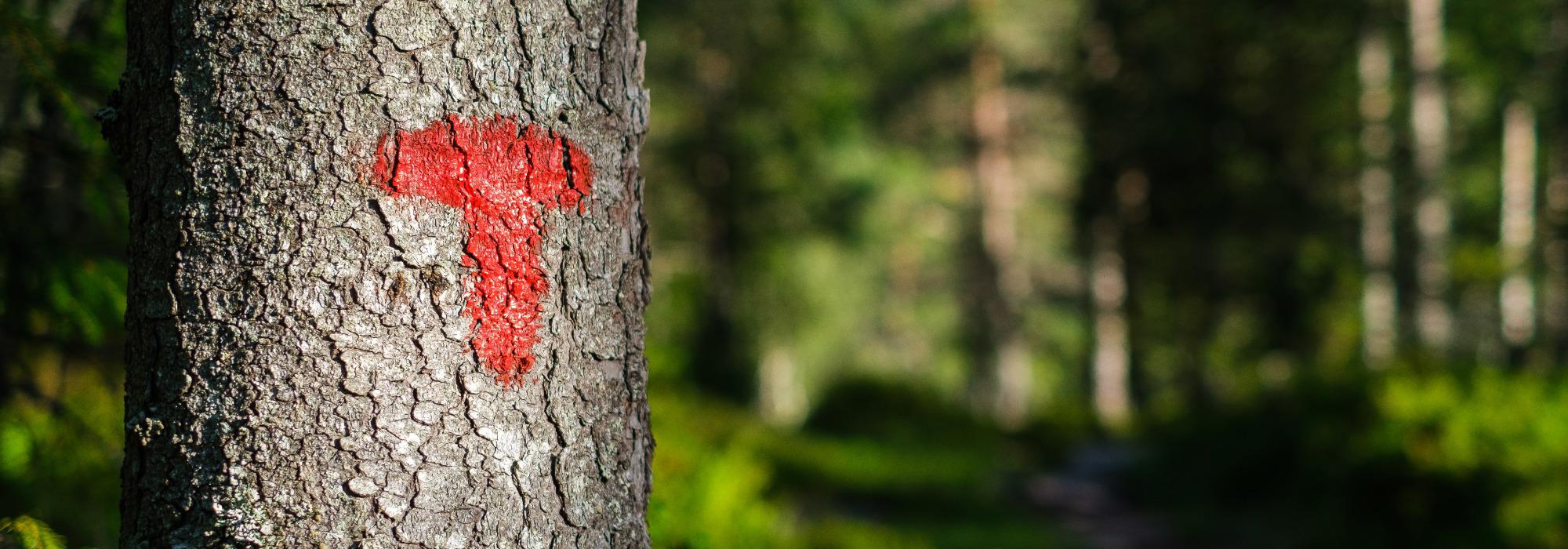 Dagstur Strompdalen-Kongsmoen (Namdal turlag)