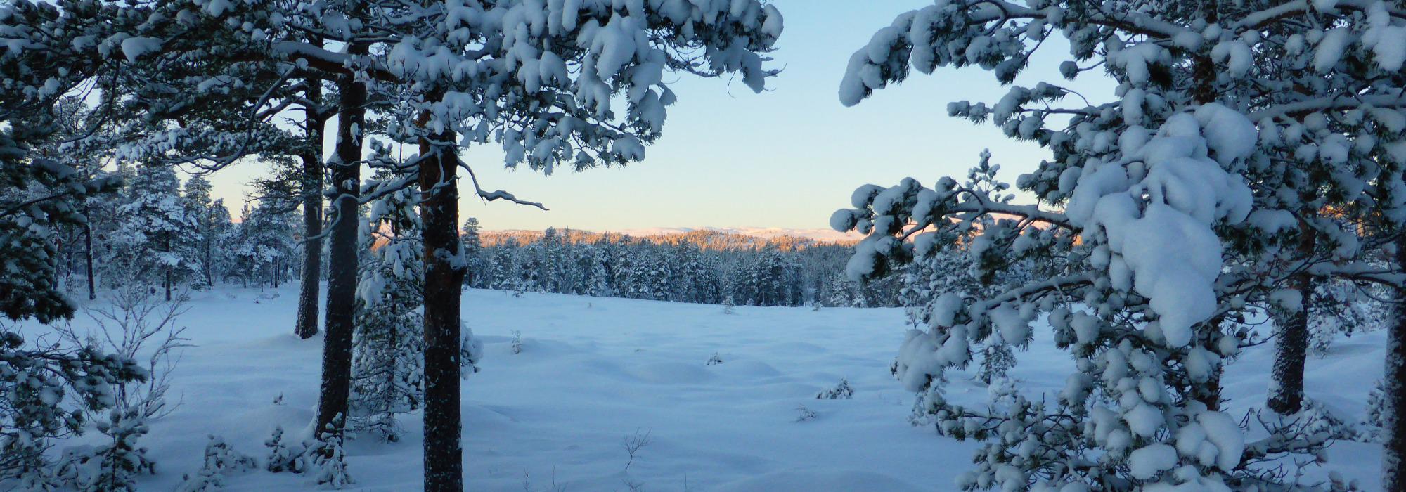 Måneskinnstur til Bellingstua 2 dager (Innherred turlag)