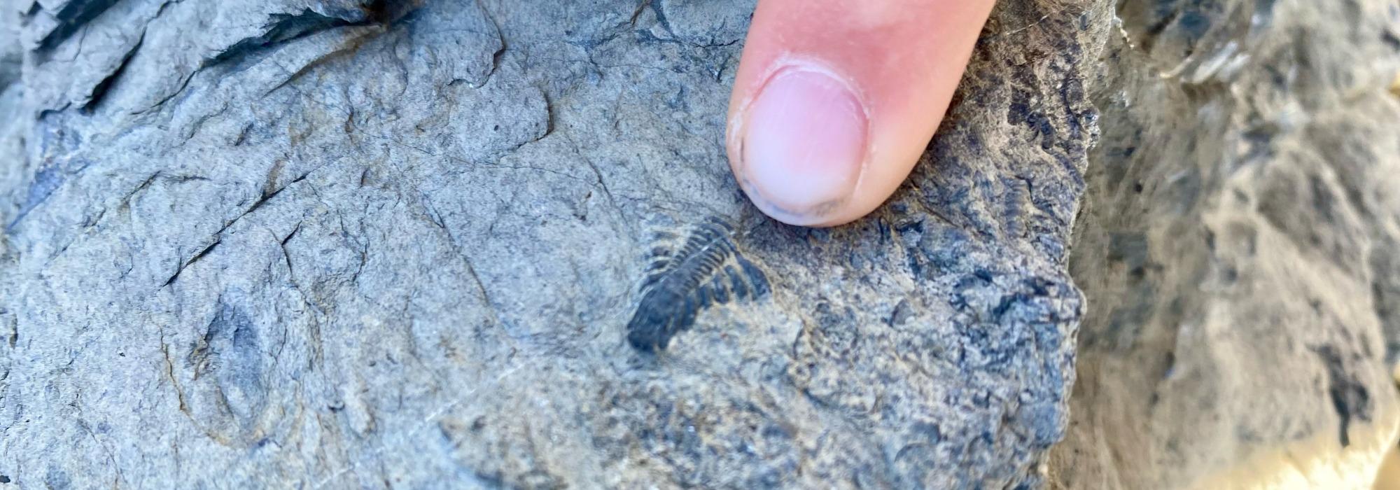 DNT junior Tirsdag - Fossiljakt