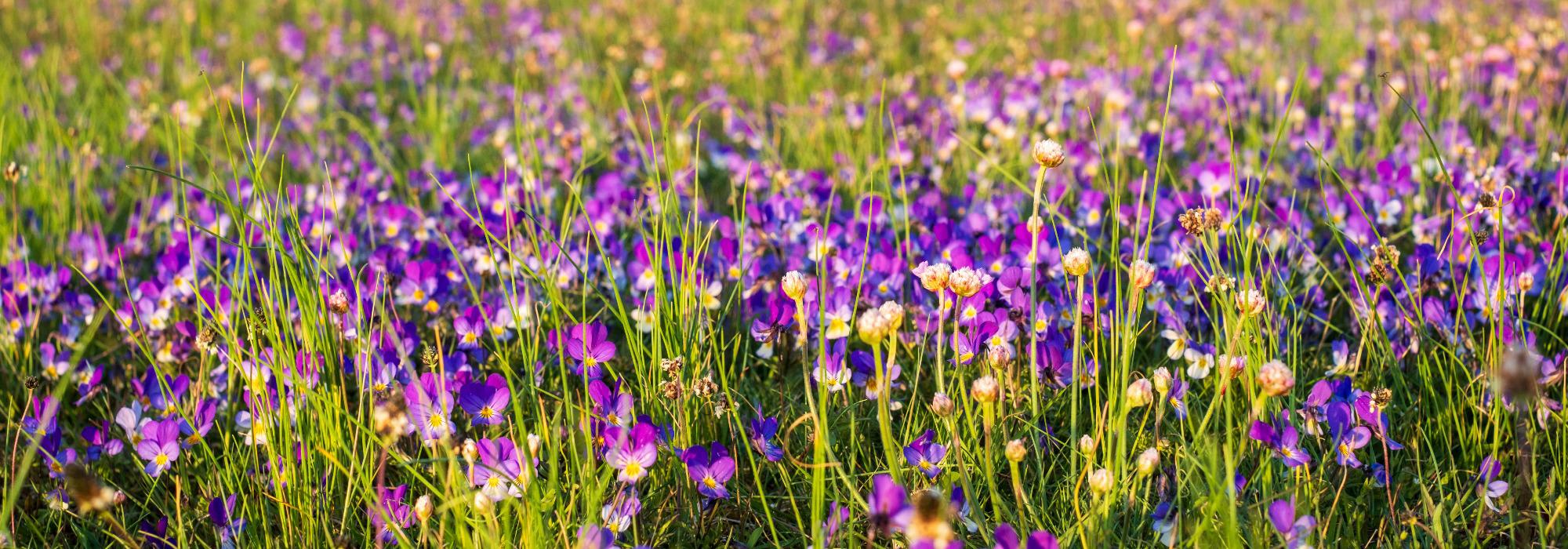 Villblomstens dag på Årsholtstua