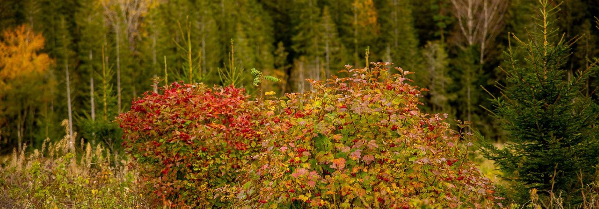 Krefter på tur til Appelsintoppen, Sarpsborgmarka