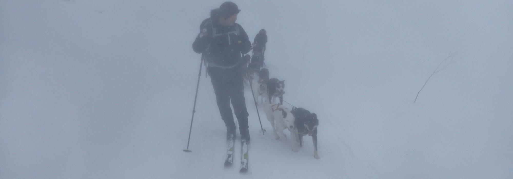 Hardangervidda med hundespannfølge (vv26)