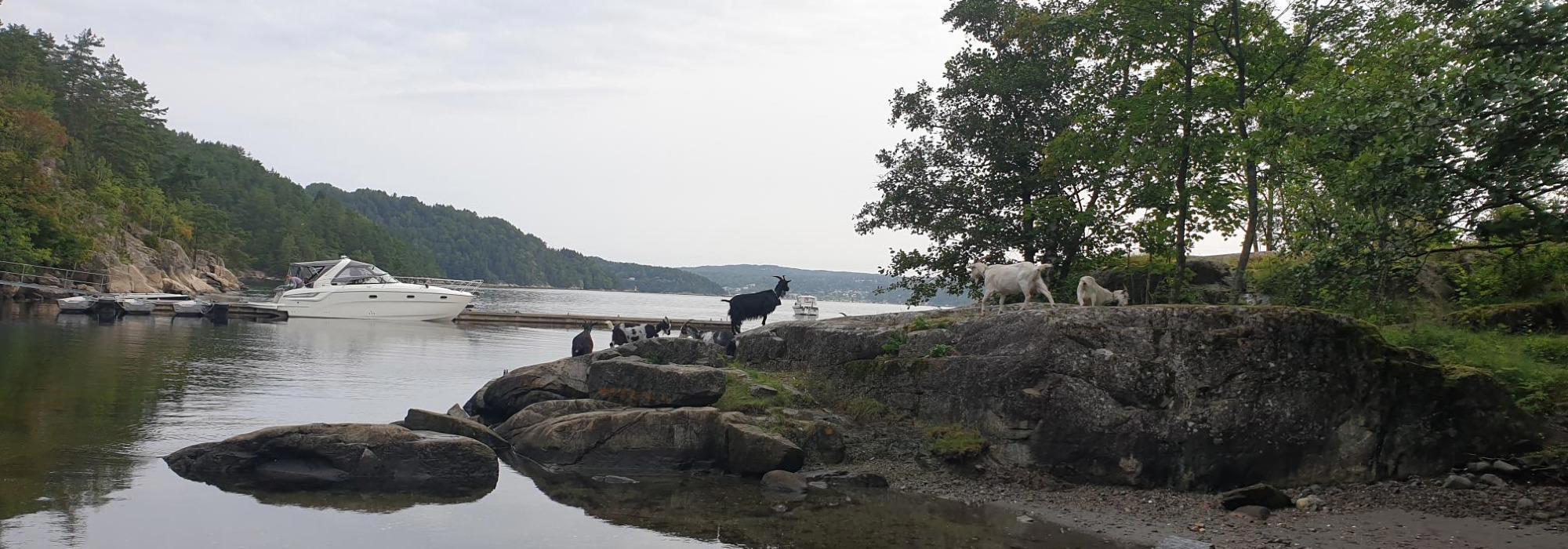 Overnattingstur med Vandregruppa til Håøya med telt eller hengekøye