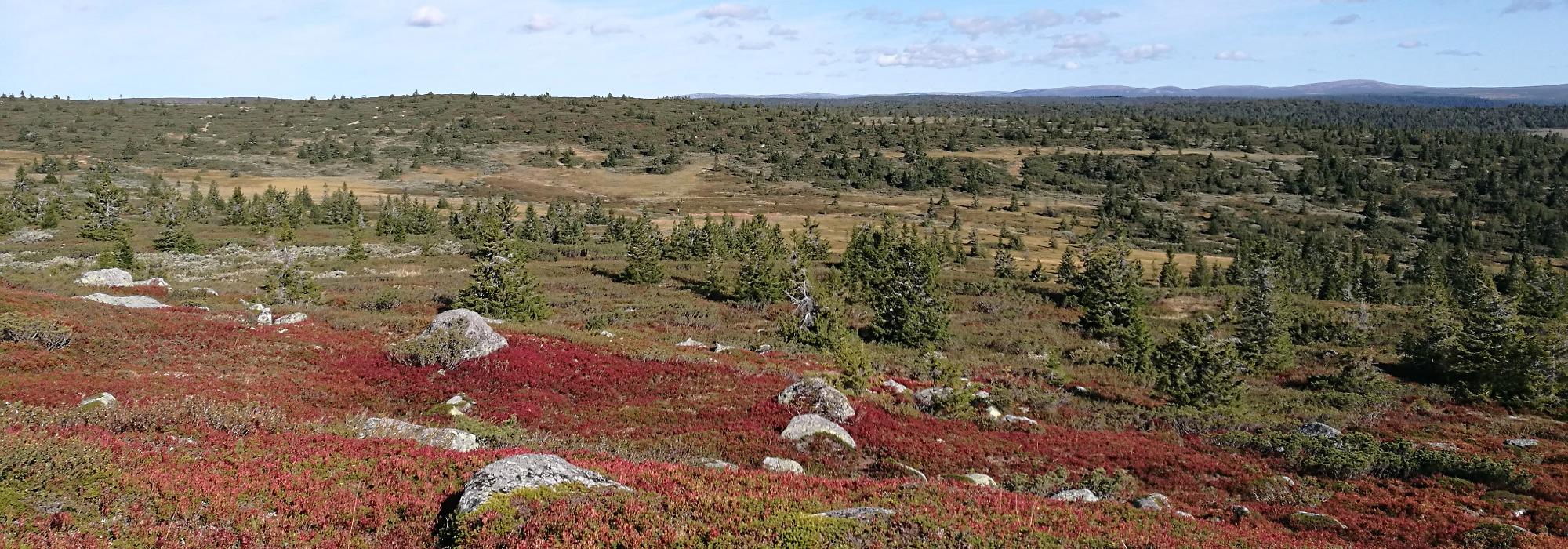 Formiddagstur Øyer - Sjøsetra