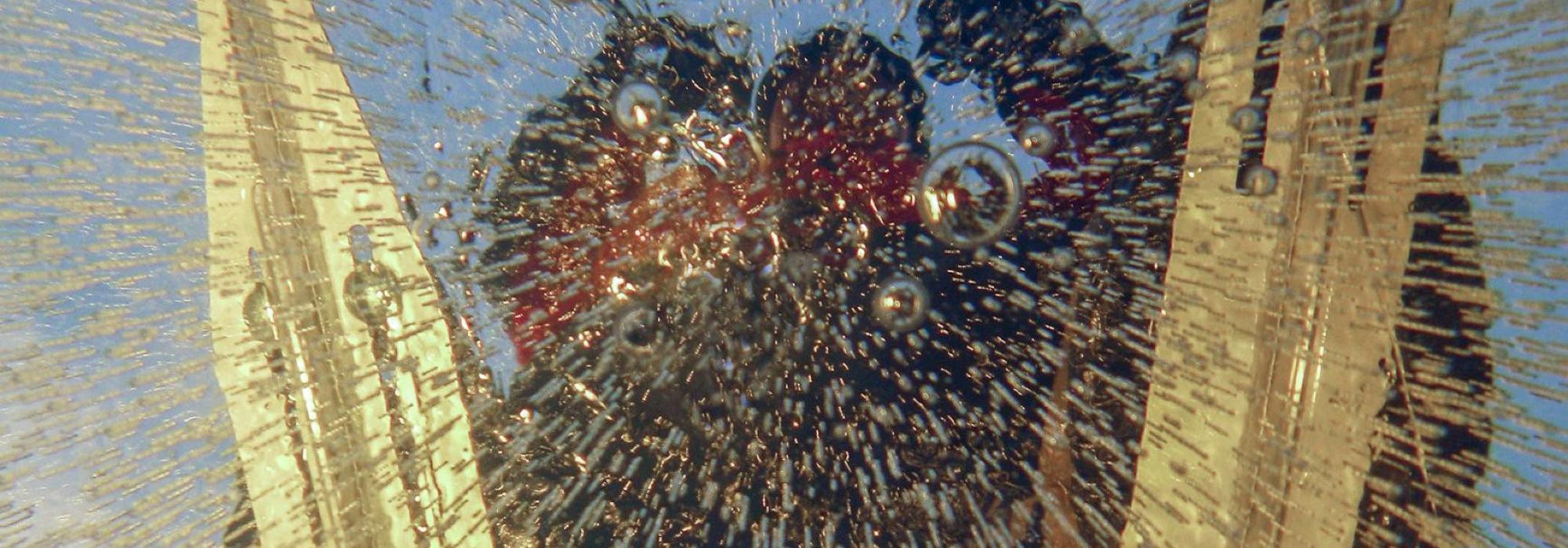 DNT UNG 13-16 ÅR: Skøytetur på Maier arena