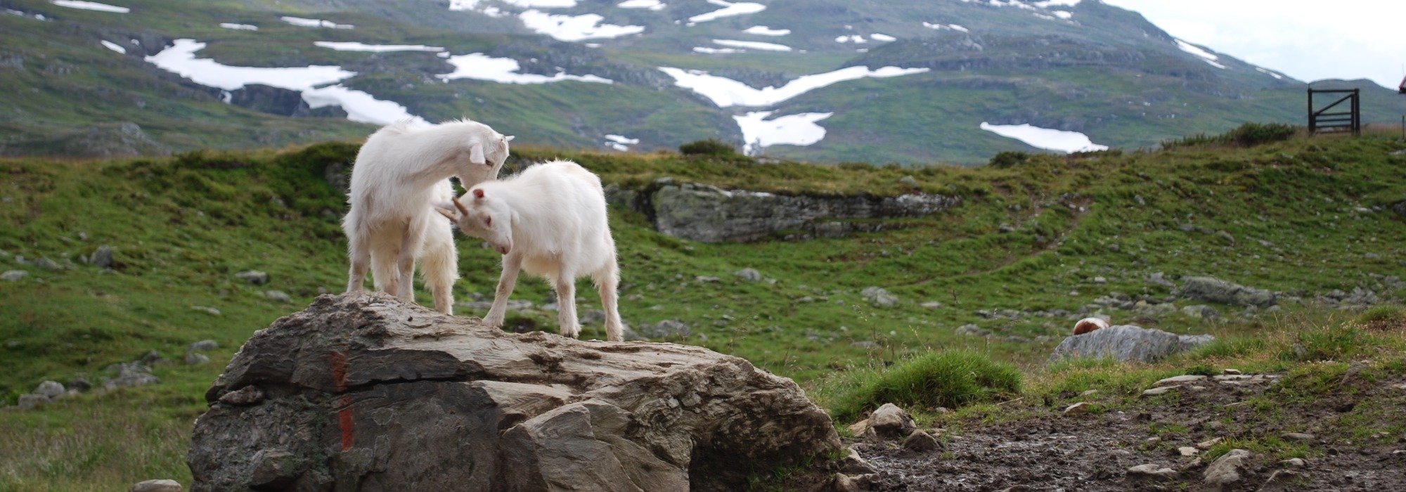 Sensommerdager i Iungsdalen 60+ (vs26)