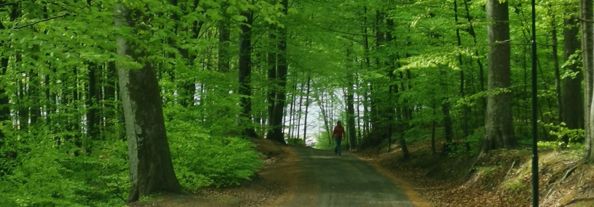 DNT Senior - Bøkeskogen og Bøkekroa