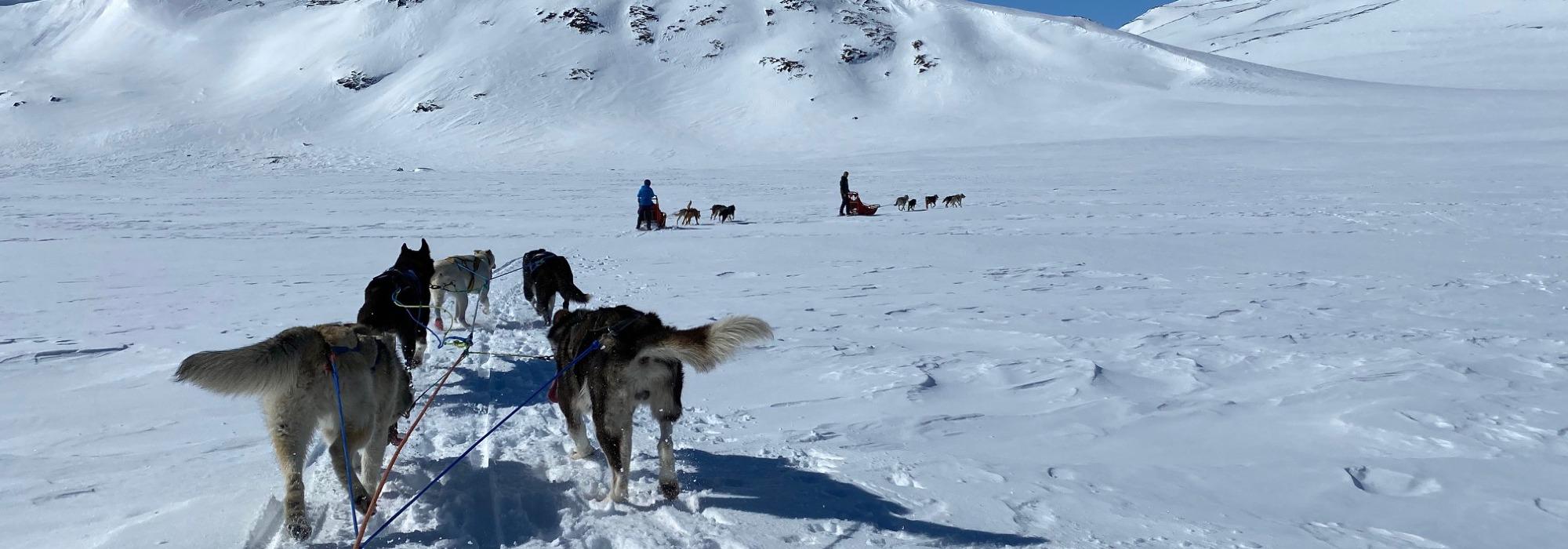 Hundespann i vinterferie på Gjendesheim (6-12 ÅR)(BT26)