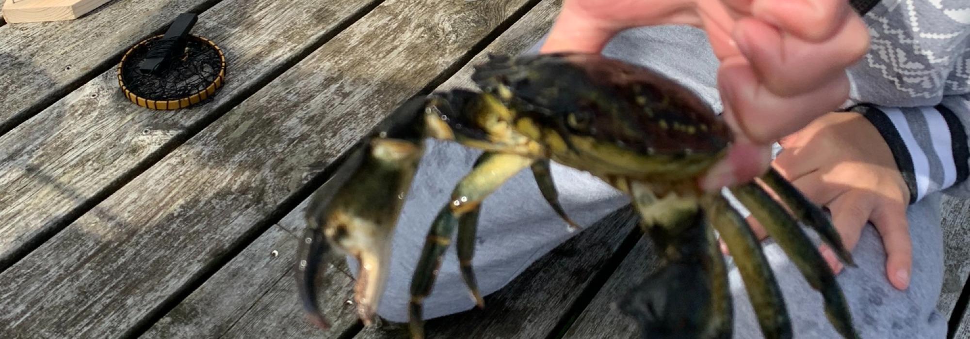 Krabbefiske til Røvær med Barnas Turlag