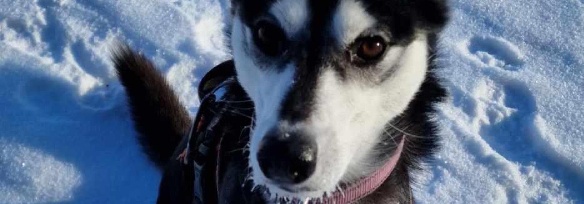 Tur med hund på Svanestien