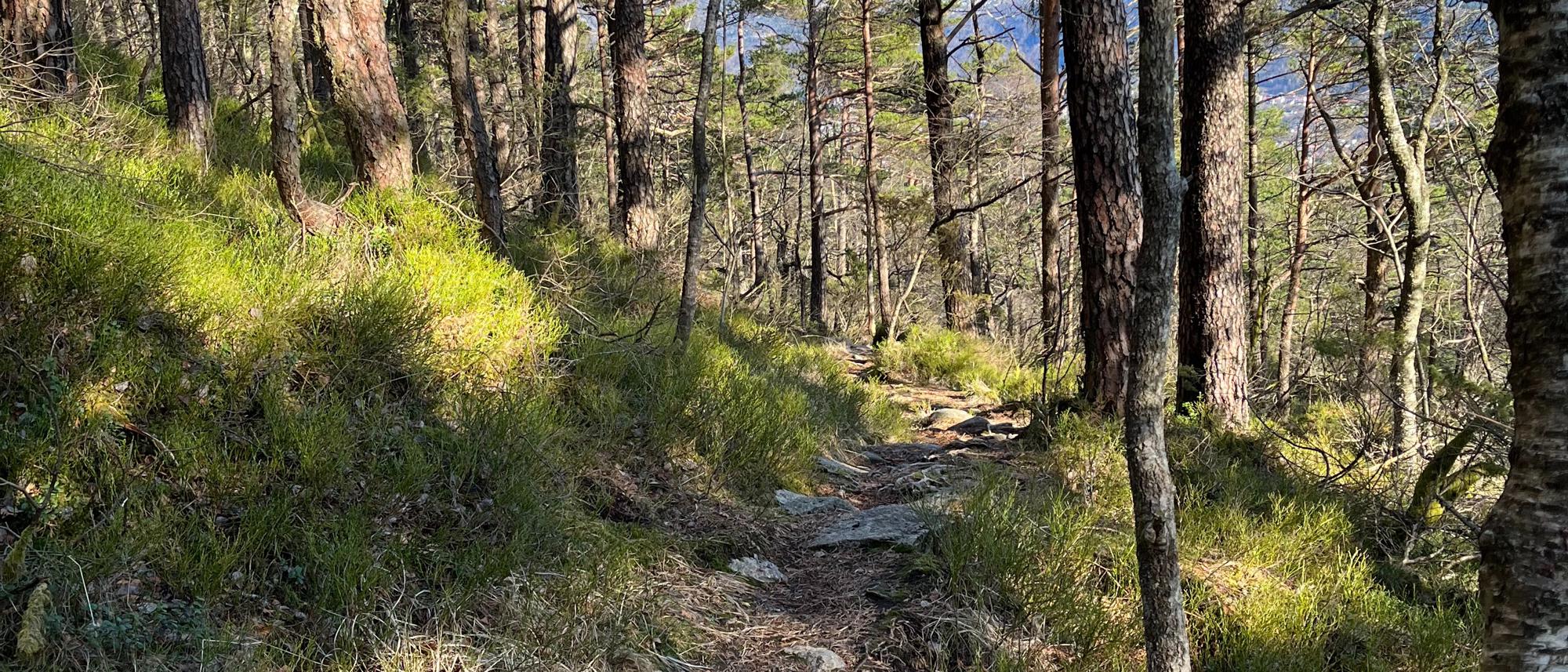 Fra Langeskogen til Løvstakken med DNT Nærtur Bergen