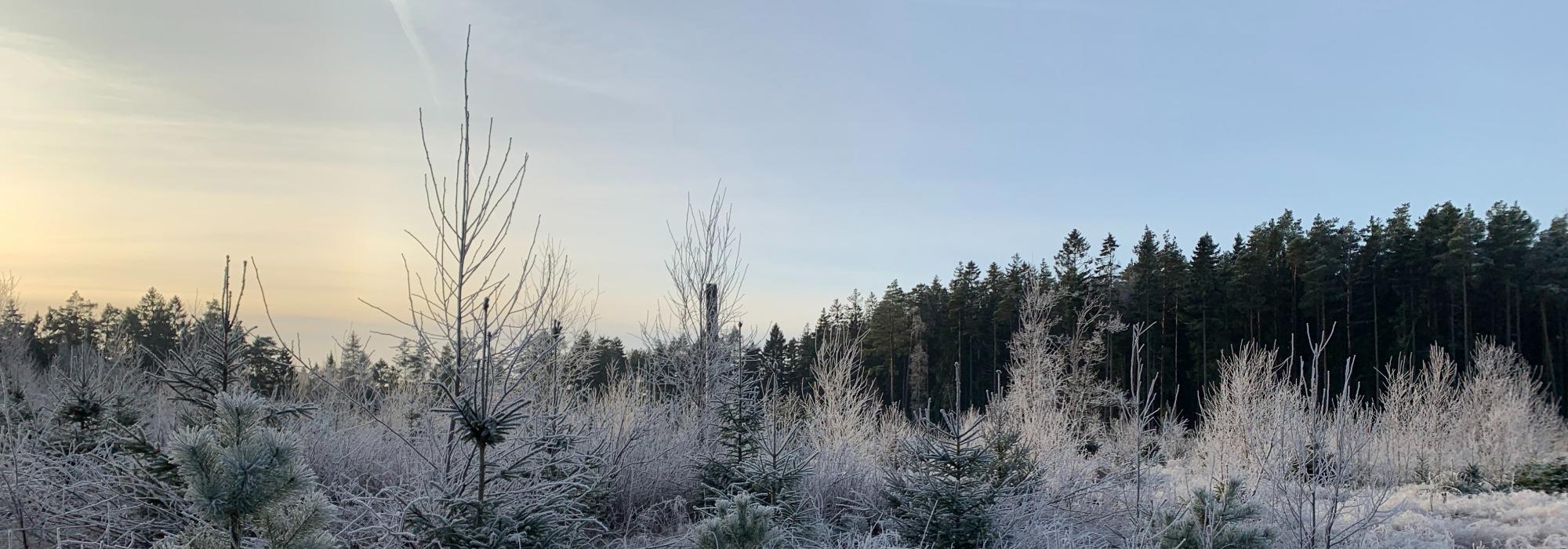 Krefter på tur - juleavslutning