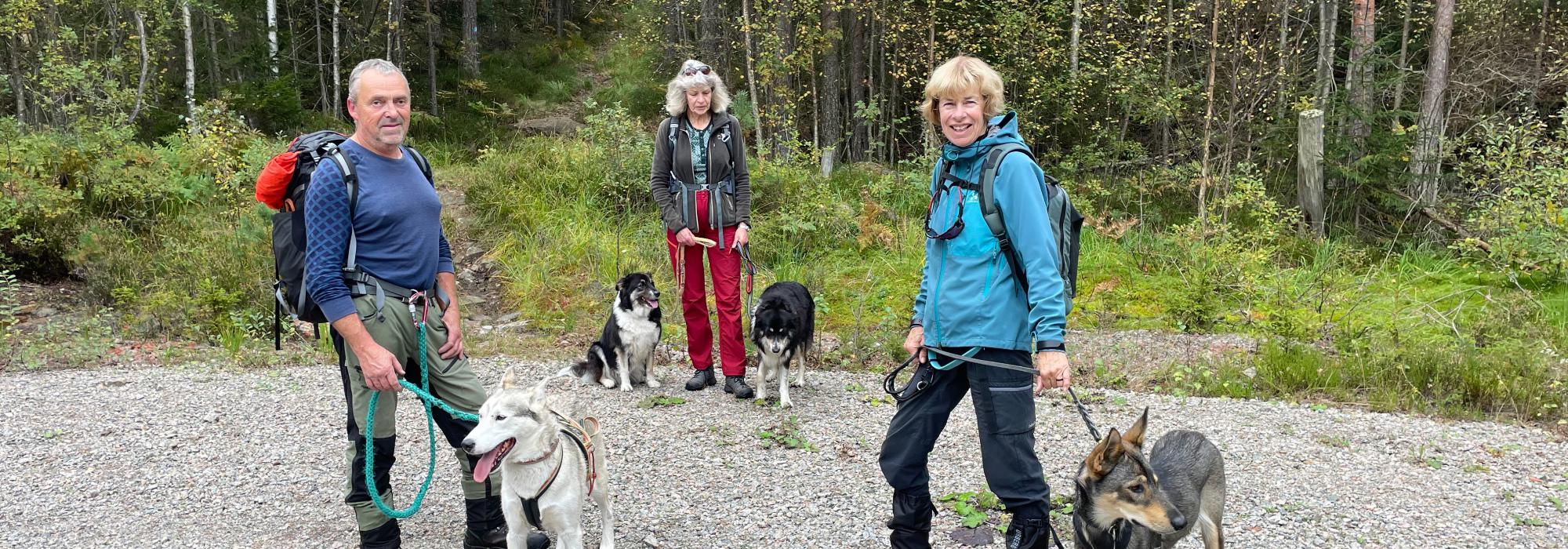 TUR MED HUND I GULSETMARKA  - (1)