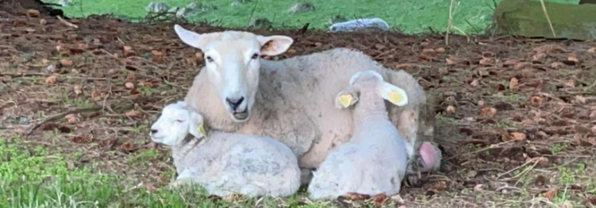 Gårdsbesøk med Barnas Turlag