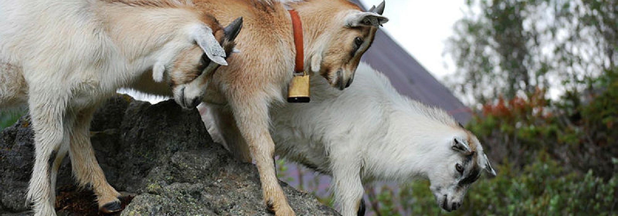 Småbarnstur til Gjendebu (0-5 år)(BT26)