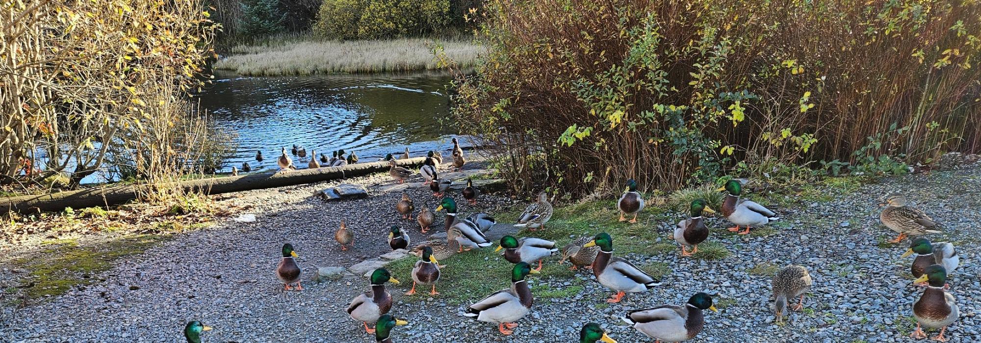 Onsdagsgruppa, rundtur om Havutsikten og Angeltveitsjøen.