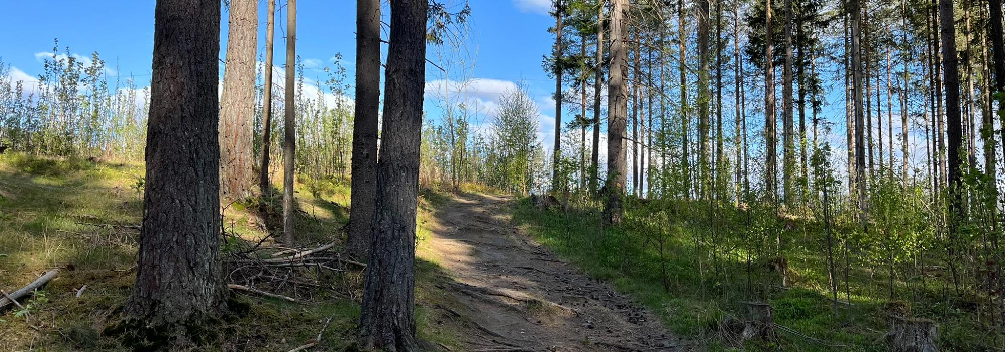 Kveldstur i Hovemoen