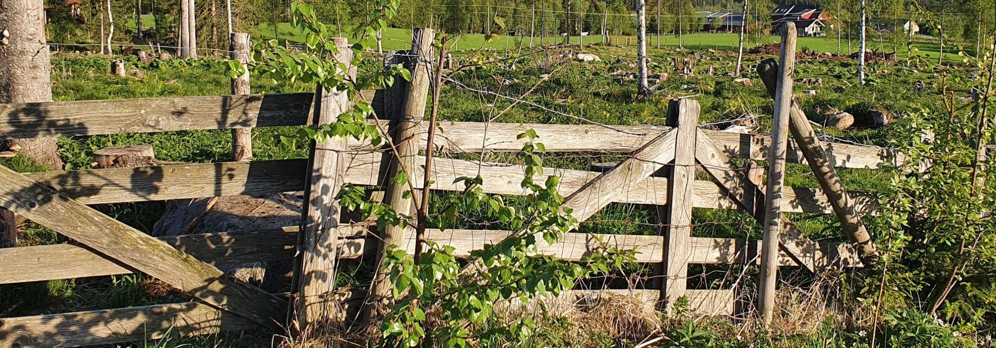 Kveldstur i Fossmarka, Moelv