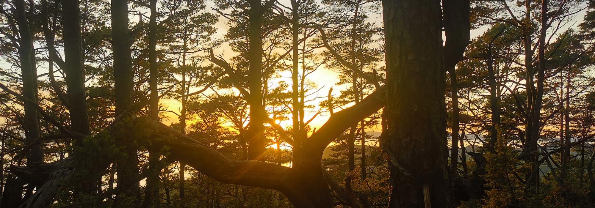 Tysdagstur dagtid : Avslutningstur Lysefjorden -  rundtur Geithaugen
