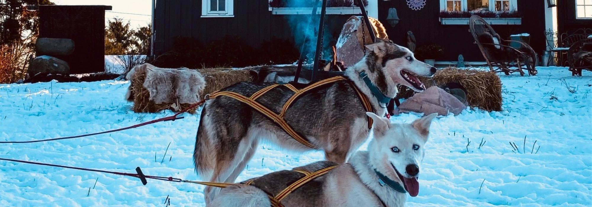 DNT ung - Tur til Bergvang gård med ridning og hundekjøring