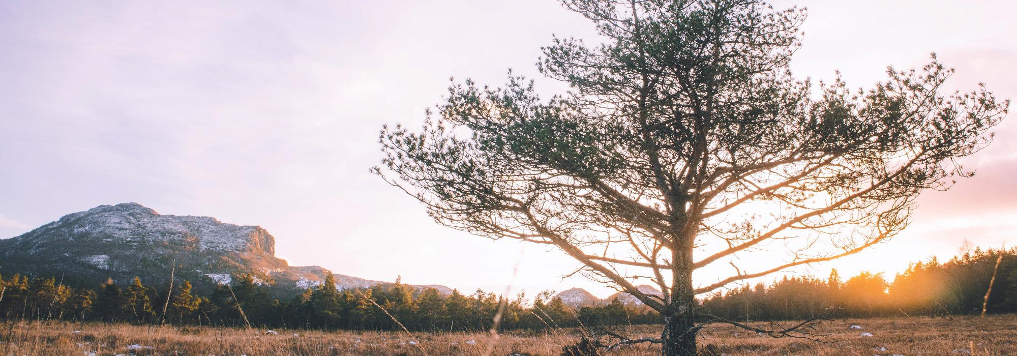 Lauvåsen på Fister