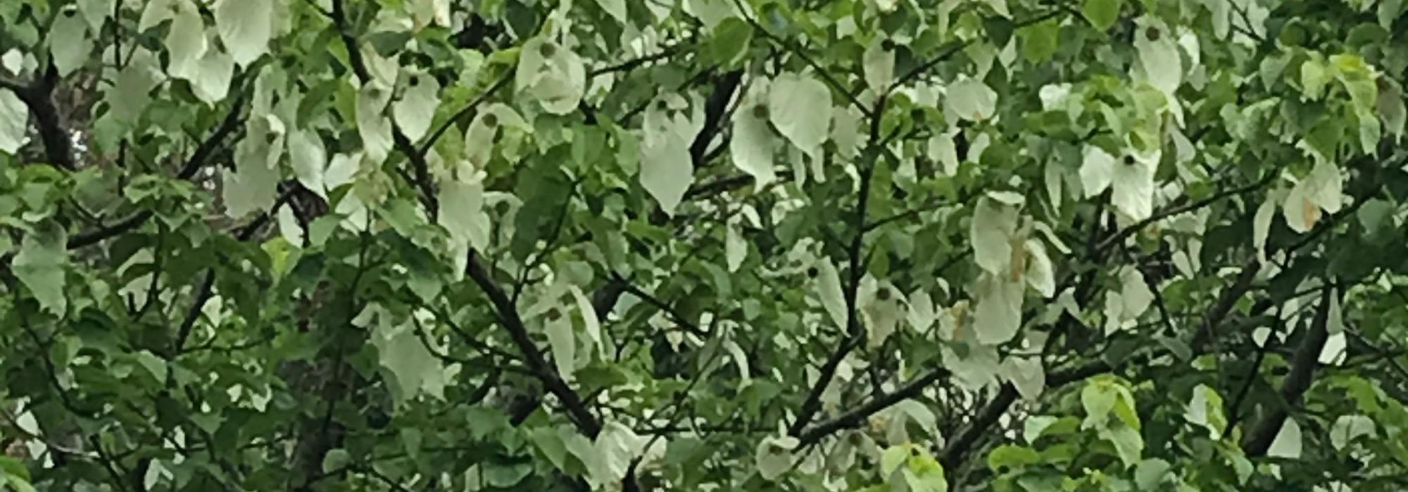 DNT tilrettelagt - Barnas Turlag: Rogaland Arboret