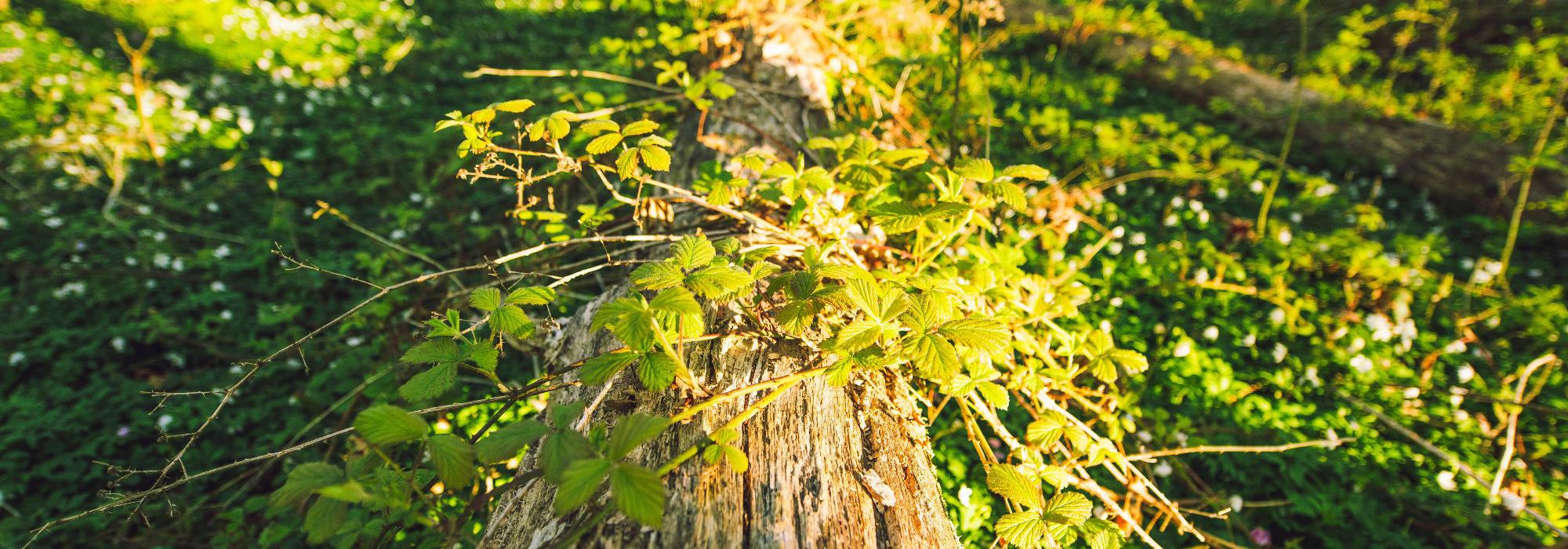 Glommastien - Seniorgruppa