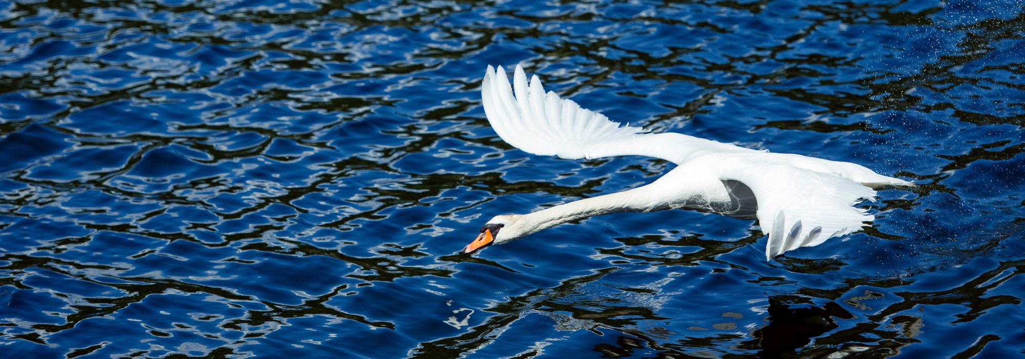 Ålekilene - Faratangen - Seniorgruppa