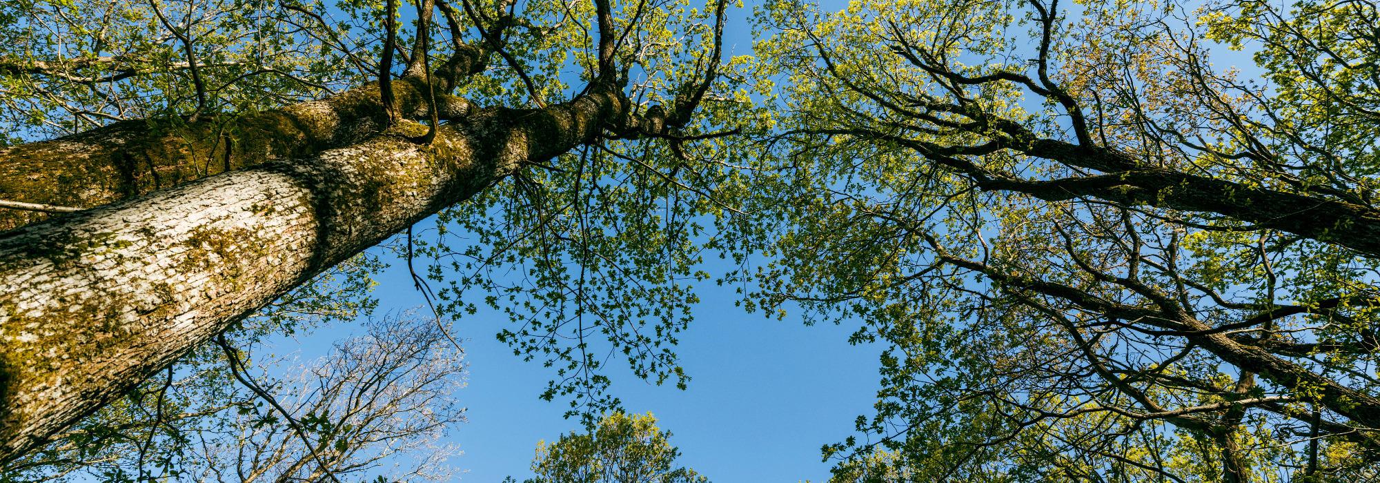 Blåkollen - Seniorgruppa