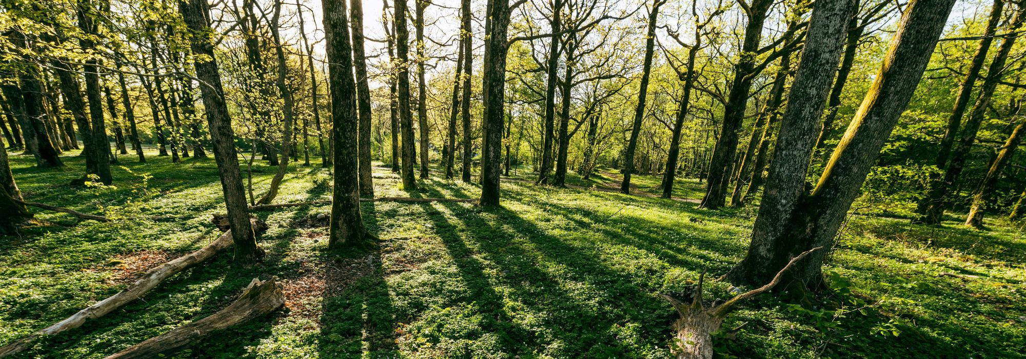 Fredrikstadmarka Syd til Nord - Seniorgruppa