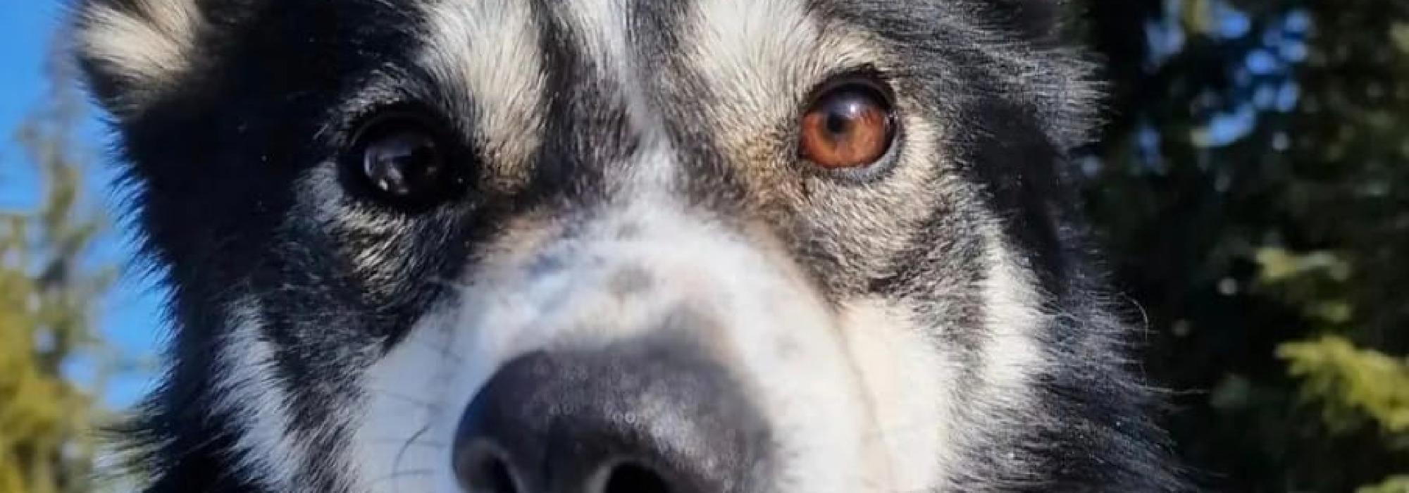 Avlyst pga snømangel: En opplevelse under måneskinn - hundespannkjøring!