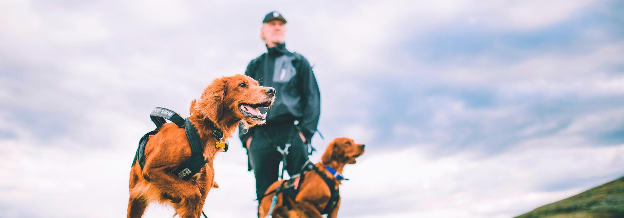 Hundevenner tur med DNT nærtur Bergen