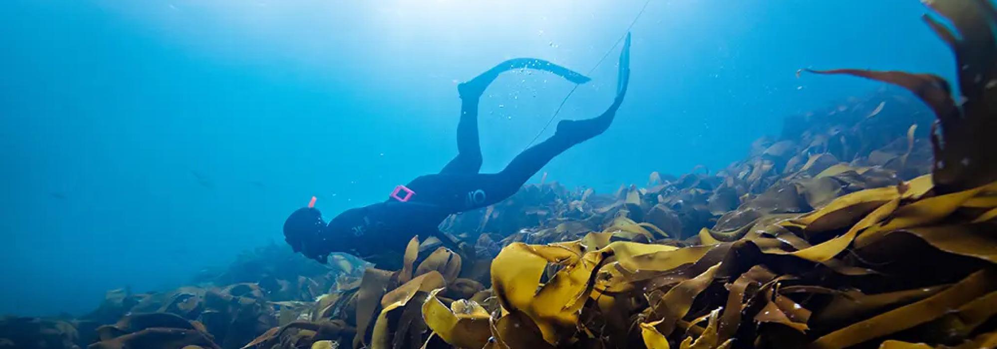 Fridykking på Fjøløy med DNT ung