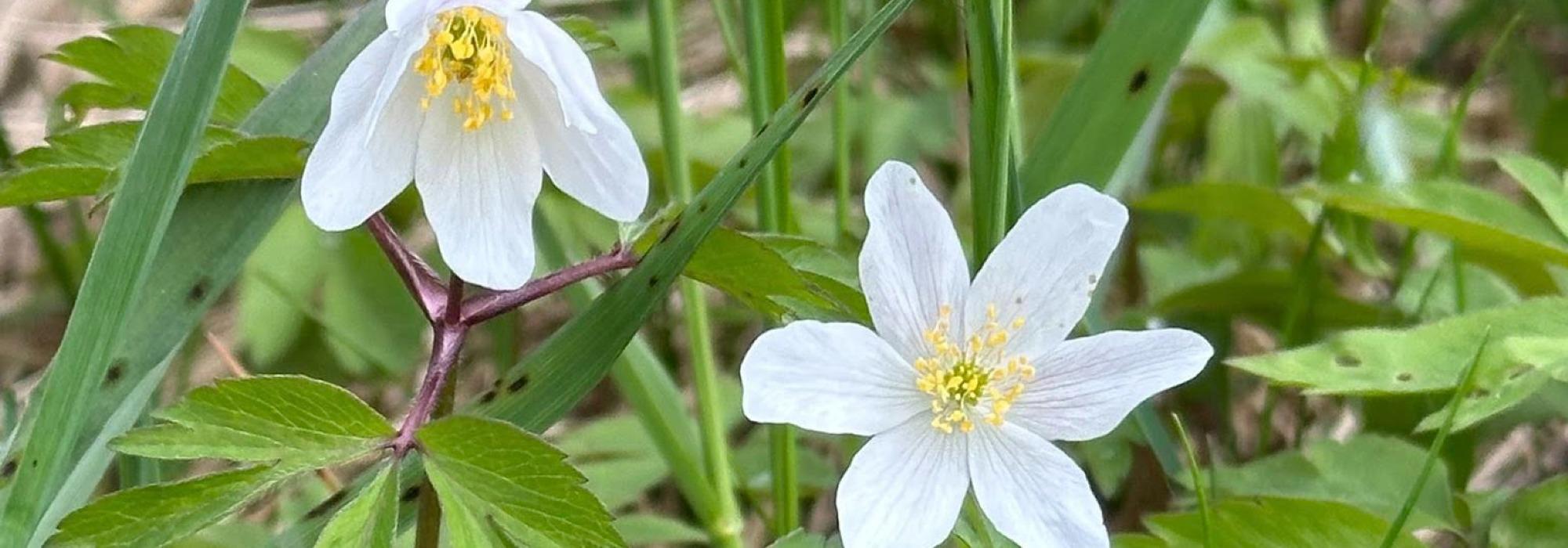 Veteranan Vårtur på Ler, Melhus*