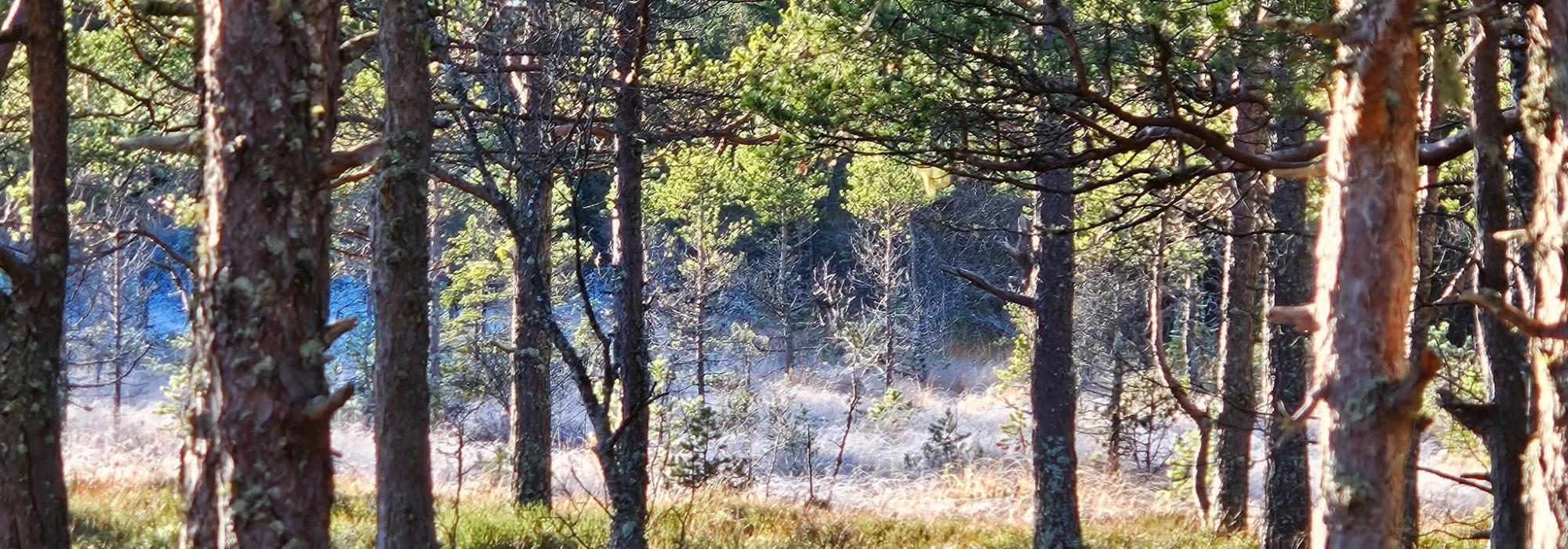 Veteranan Langs Leirelva og Uglabekken***