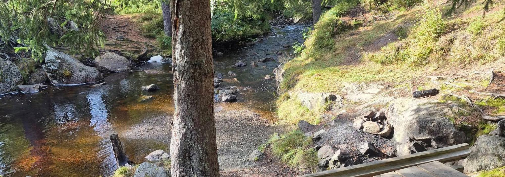 Veteranan Vikarunden i Skaun*