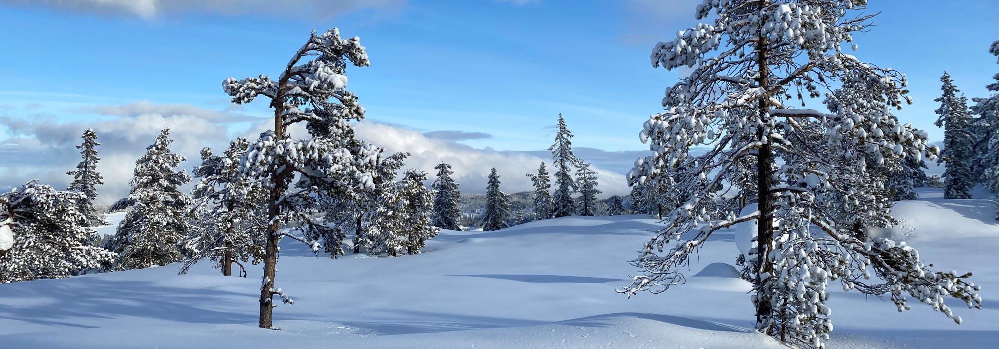 Skitur utenfor sti og spor