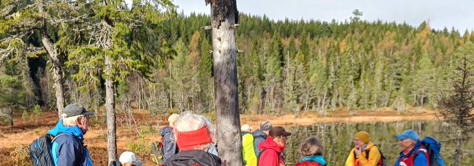 Veteranan Rundtur i Buvikmarka*/**