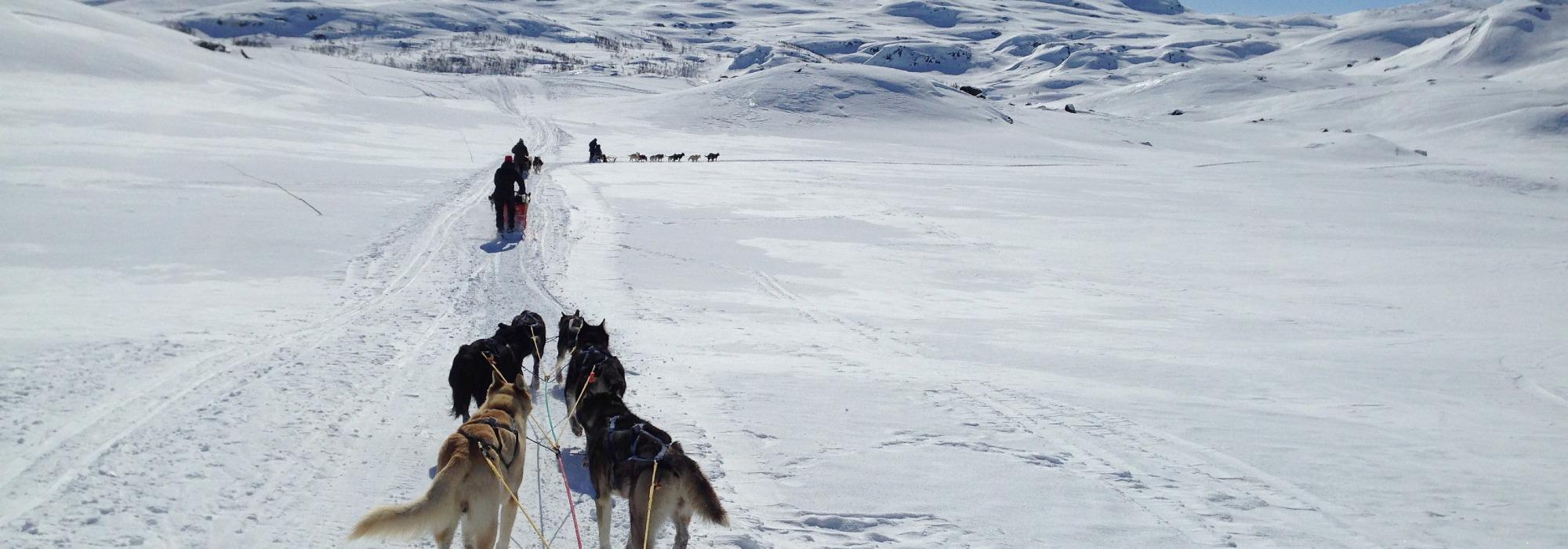 Vintertur med hundespann