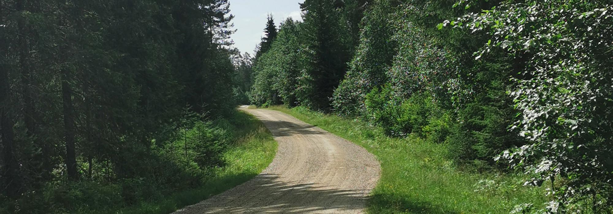 Barnas Turlag: Sykkeltur i Mosjømarka i Løten