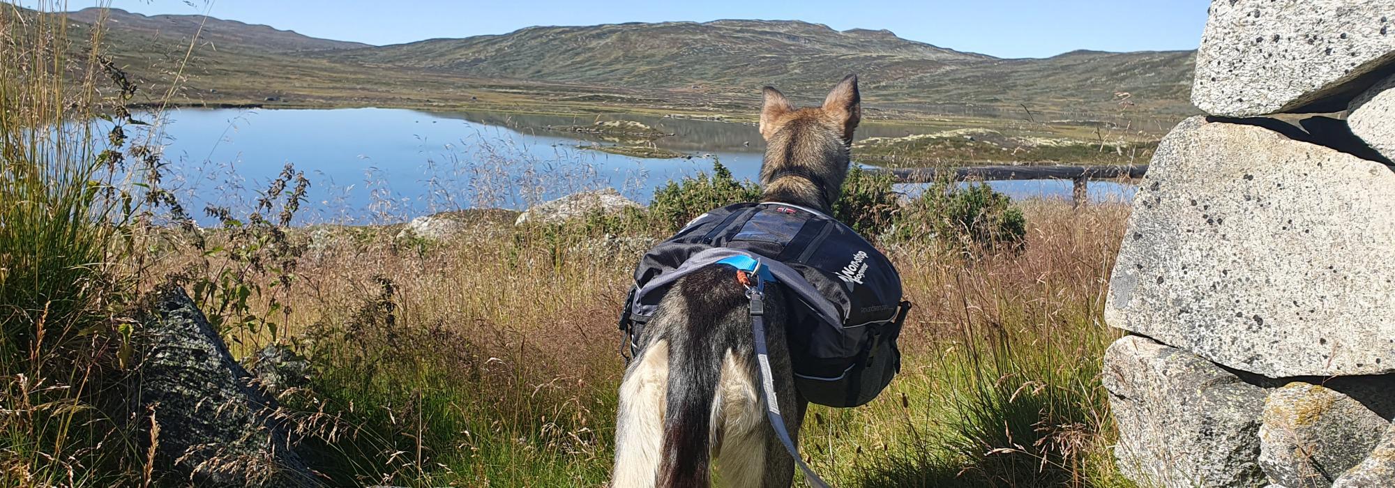Helgetur med hund til Solheimstulen